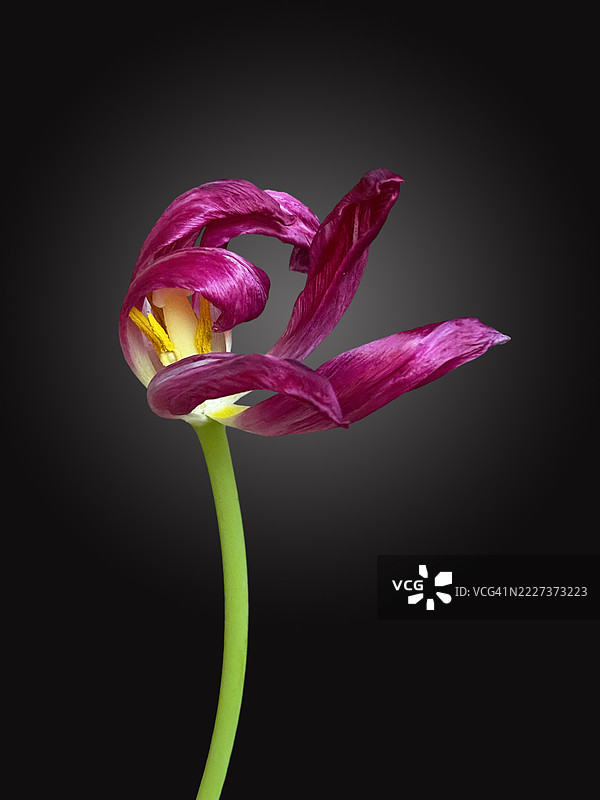 腐烂的郁金香 4图片素材