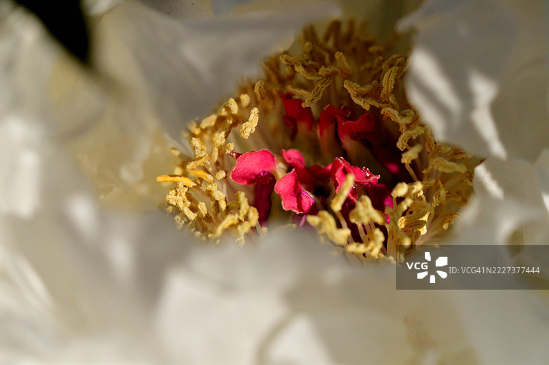 牡丹花 / 牡丹：以壮观的花朵、美丽的绿叶和浓郁的香气而闻名图片素材