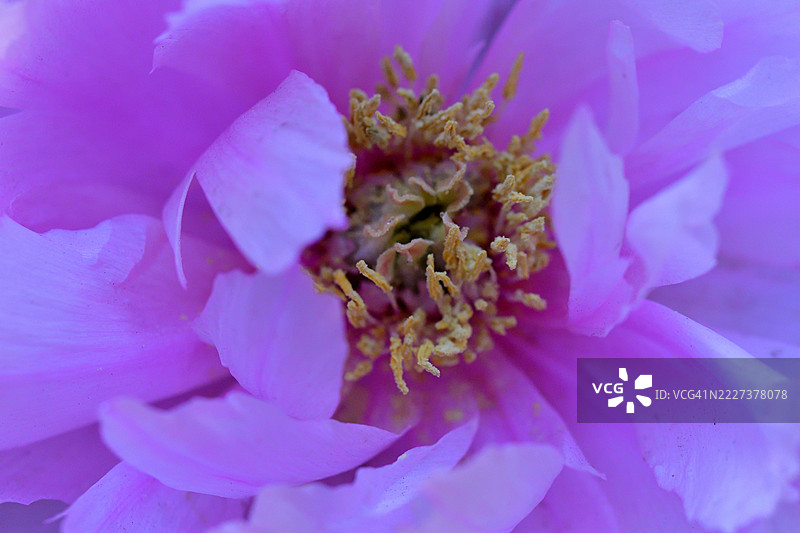 牡丹花 / Paeonia suffruticosa:以壮观的花朵、美丽的绿叶和浓郁的香气而闻名图片素材