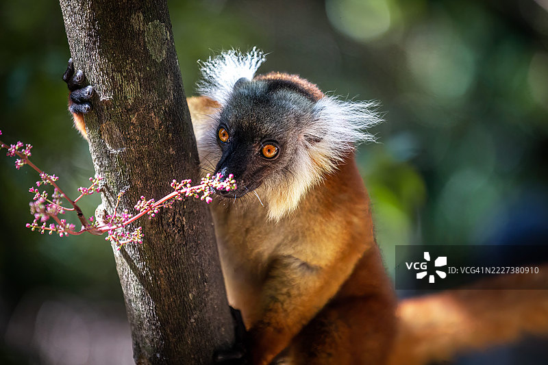 马达加斯加森林树冠中的黑色雌性狐猴图片素材