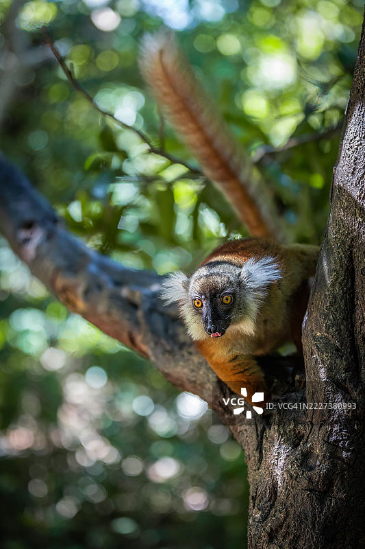 马达加斯加森林树冠中的黑色雌性狐猴图片素材