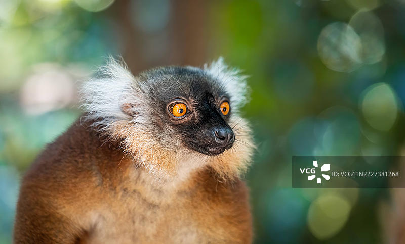 马达加斯加森林树冠中的黑色雌性狐猴图片素材