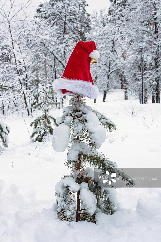 圣诞老人帽子放在冬季森林中的圣诞树上图片素材