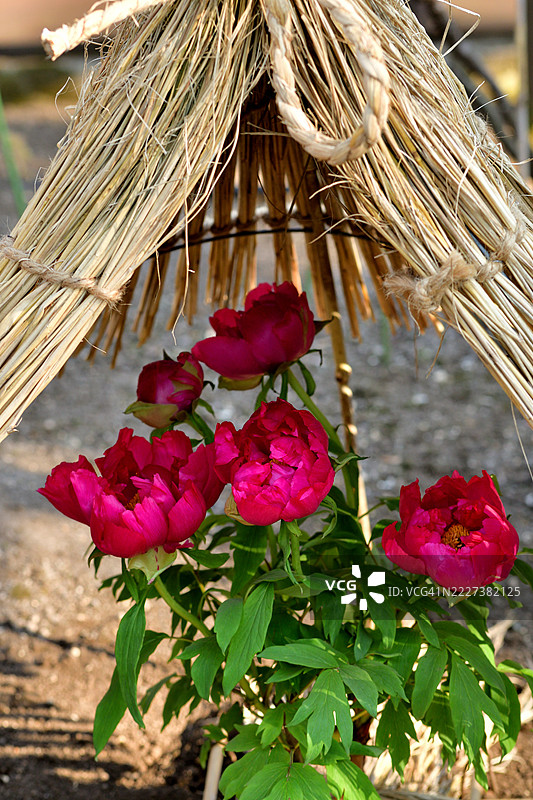 牡丹花 / 牡丹：以壮观的花朵、美丽的绿叶和浓郁的香气而闻名图片素材