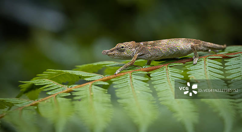 微型森林探险者 – 安达西贝的小变色龙图片素材