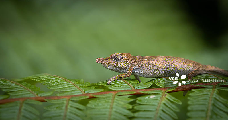 微小的森林探险者 – 安达西贝的小变色龙图片素材