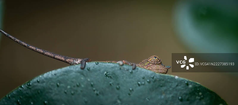 微小的森林探险者 – 安达西贝的小变色龙图片素材