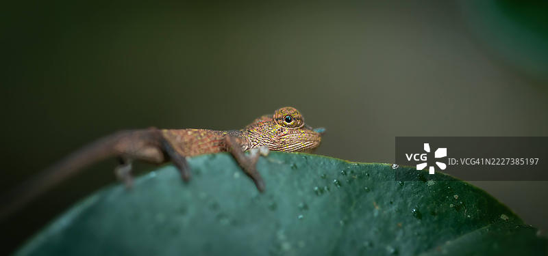 微型森林探险者 - 安达西贝的小变色龙图片素材