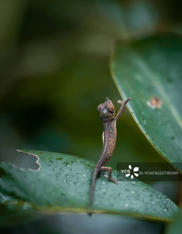 微型森林探险者 - 安达西贝的小变色龙图片素材