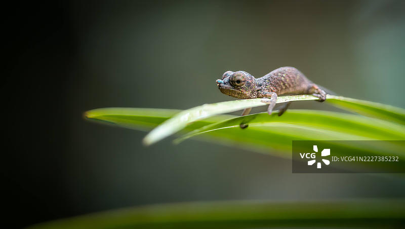 微型森林探险者 - 安达西贝的小变色龙图片素材