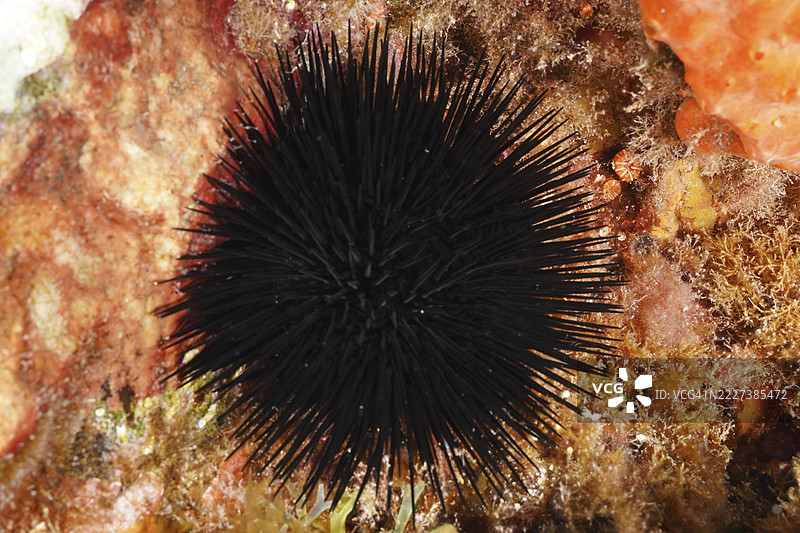 地中海海域的Hyères附近，Giens半岛潜水点，五彩斑斓的藻类和海底结构环绕着Arbacia lixula（阿尔巴西亚海胆）。图片素材