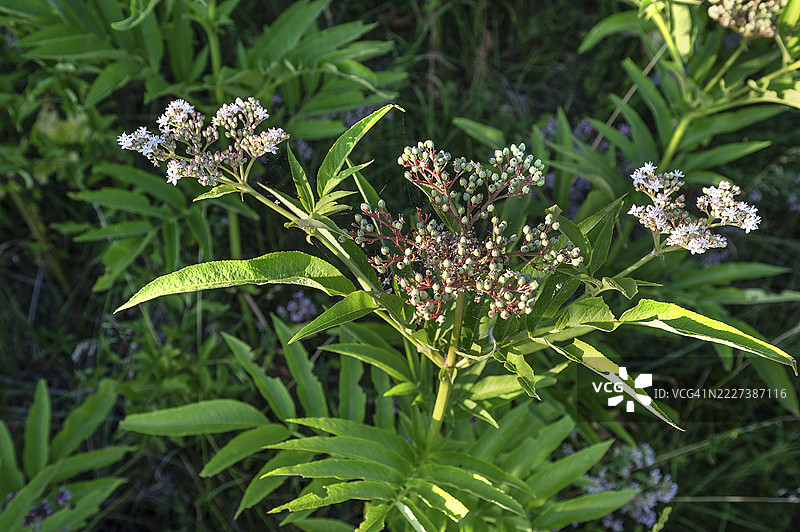 矮接骨木（Sambucus ebulus）的花朵和浆果，德国巴伐利亚图片素材