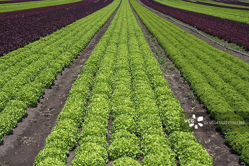 德国巴伐利亚州中弗兰肯地区，纽伦堡、菲尔特和埃尔朗根城市区域的蒜香地生菜种植，早期蔬菜种植。图片素材