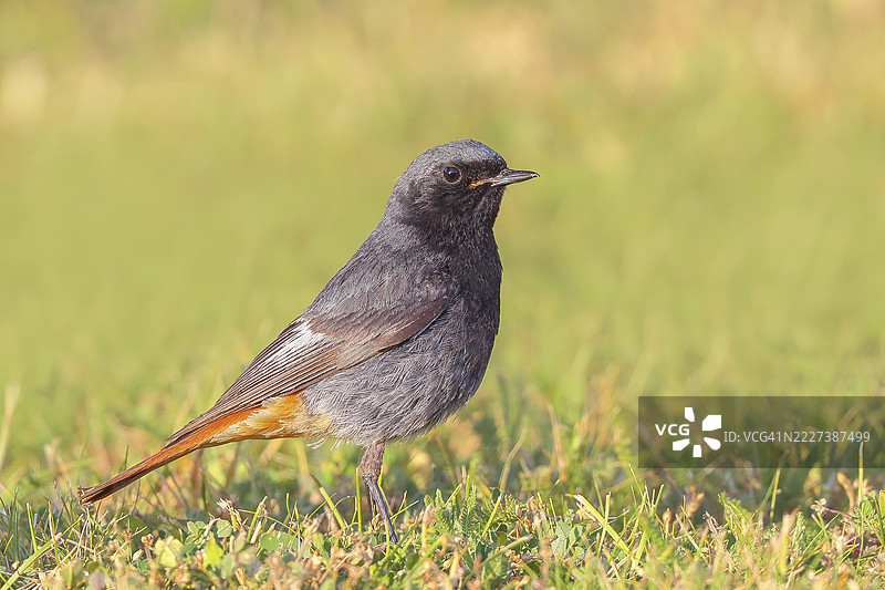 黑喉歌鸲(Phoenicurus ochruros),雄性站在草地上,野生动物,动物,鸟类,鸣禽,候鸟,自然摄影,奥地利布尔根兰州塞维克尔湖国家公园图片素材
