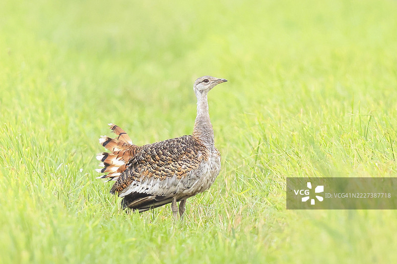大鸨（Otis tarda），站在草地上，草原鸟，极为稀有的鸟类，濒临灭绝，最重的飞鸟，雌性，母鸟，野生动物，自然摄影，诺伊西德尔湖，汉萨格，布尔根兰，匈牙利，奥地利，东欧图片素材