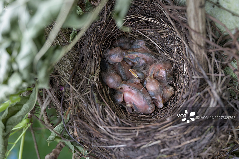 五只孵化的黑鸟（Turdus merula）在巢中，蛋窝，出生两天，德国巴伐利亚图片素材