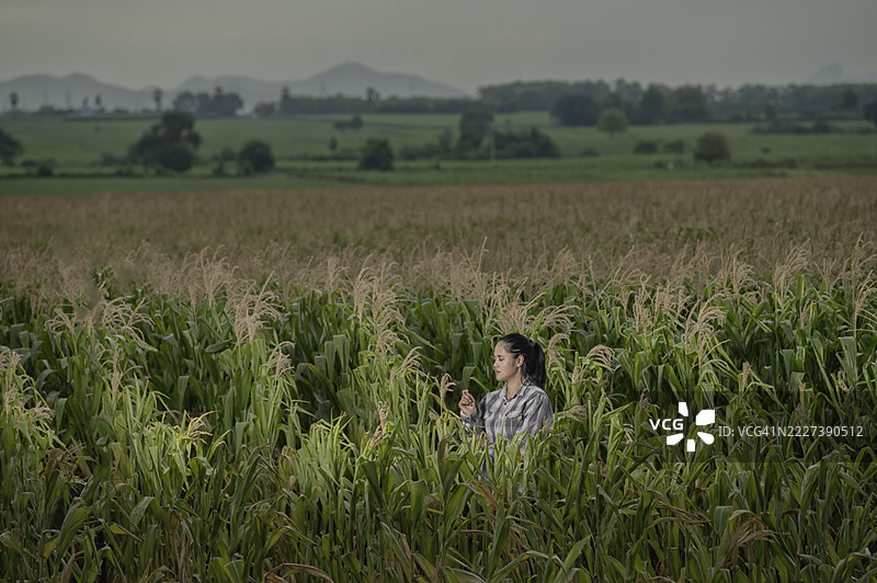 女性农民正在玉米地里积极工作图片素材