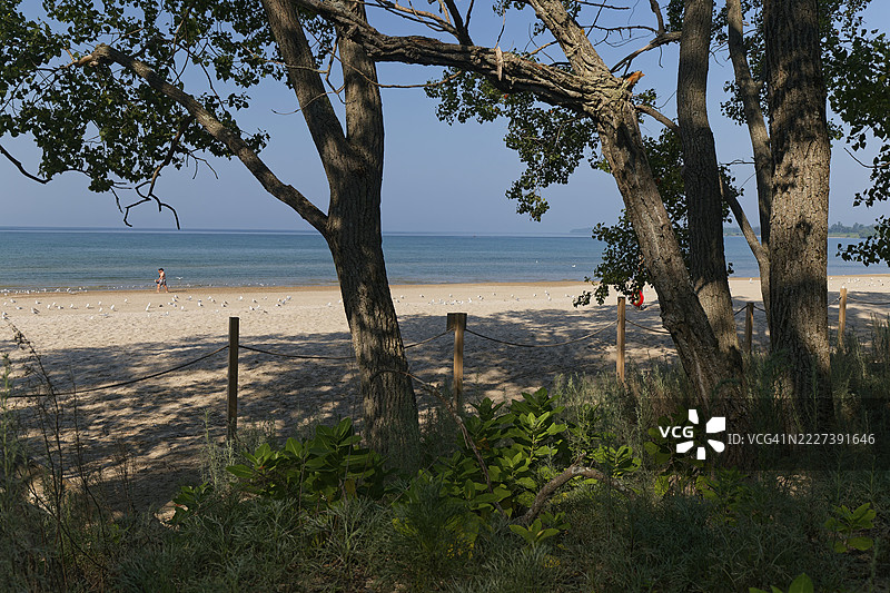 安大略省，加拿大，安大略湖，爱德华王子县，桑德班克省立公园的森林与海滩图片素材