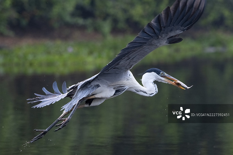 白鹭(Ardea cocoi),飞翔中,嘴里叼着鱼,潘塔纳尔,内陆,湿地,联合国教科文组织生物圈保护区,世界遗产,湿地,巴西马托格罗索州图片素材
