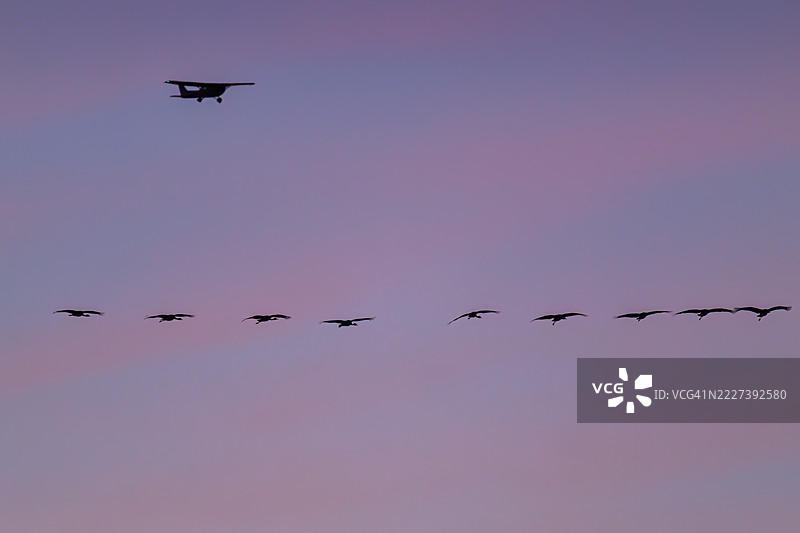 小飞机飞过一群在内布拉斯加州基尔尼附近的普拉特河上空飞翔的沙丘鹤，正值日出时分。图片素材