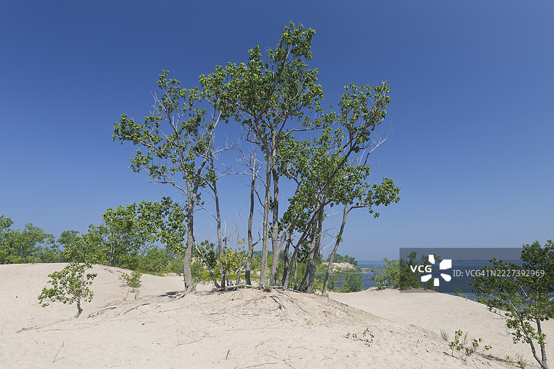 安大略省，湖安大略，爱德华王子县，沙滩省立公园的沙丘中几棵树木图片素材