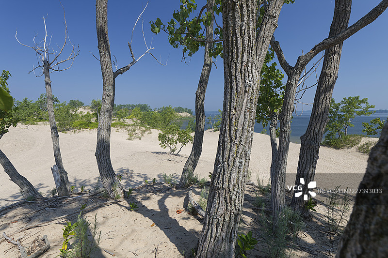在安大略省，安大略湖的爱德华王子县，沙滩省立公园的沙丘中几棵树之间图片素材