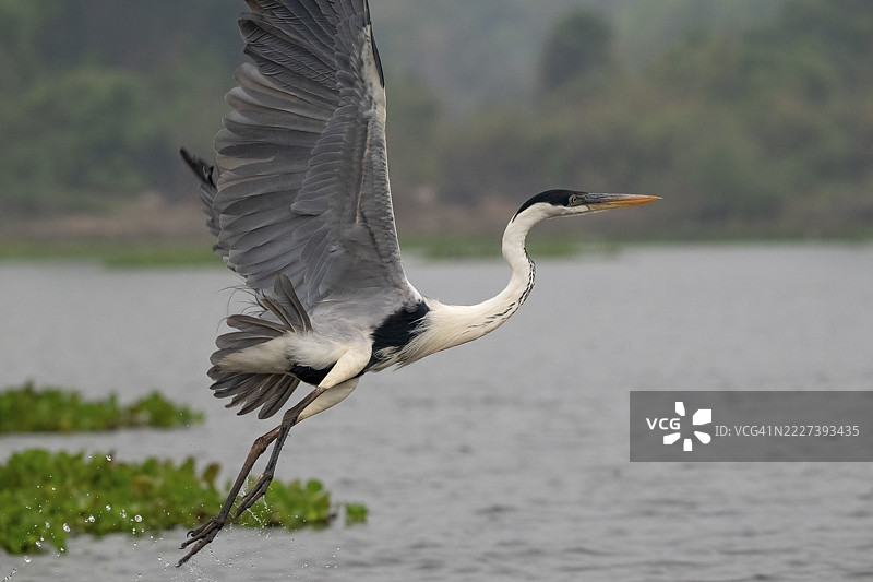 白鹭（Ardea cocoi），飞翔，巴西潘塔纳尔，内陆，湿地，联合国教科文组织生物圈保护区，世界遗产，湿地生境，马托格罗索，巴西图片素材
