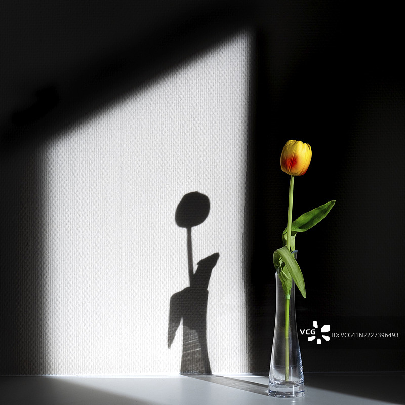 光影与郁金香，巴伐利亚，安特阿尔高图片素材