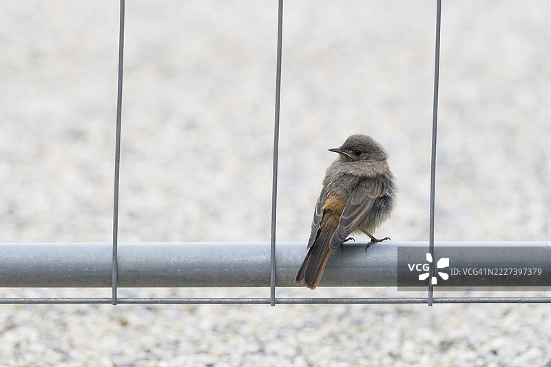 一只红尾歌鸲(Phoenicurus ochruros),幼鸟,栖息在金属杆上,背景中性,德国黑森州图片素材