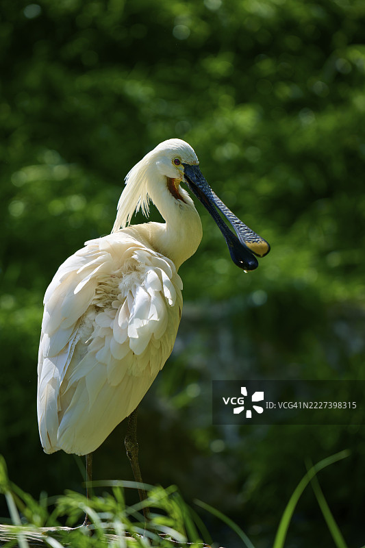 一只长嘴白鹮站在绿色背景前，欧洲白鹮（Platalea leucorodia），春季，法国图片素材