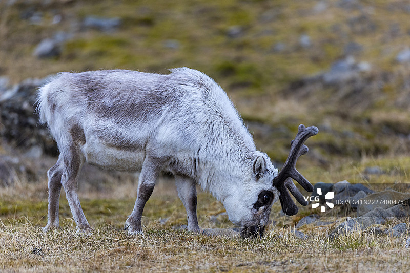 斯瓦尔巴德平头驯鹿(Rangifer tarandus platyrhynchus),哺乳动物(Mammalia),朗伊尔城,斯匹茨卑尔根,斯瓦尔巴德图片素材