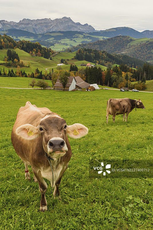 瑞士奶牛在牧场上，背景是桑蒂斯山，阿彭策尔地区，瑞士阿彭策尔内陆州图片素材