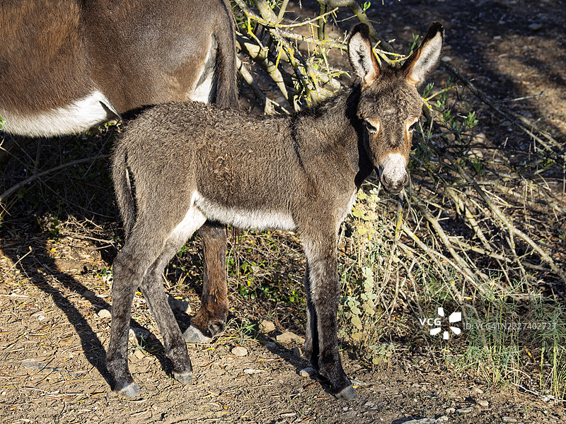田野里新生的小驴和它的母亲。图片素材