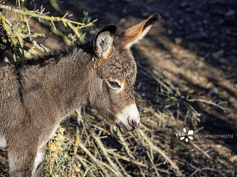 田野中一只新生小驴的特写。图片素材