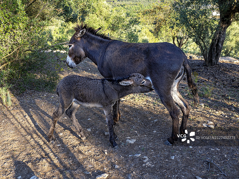 小驴驹在田野里吮吸母亲的奶。图片素材