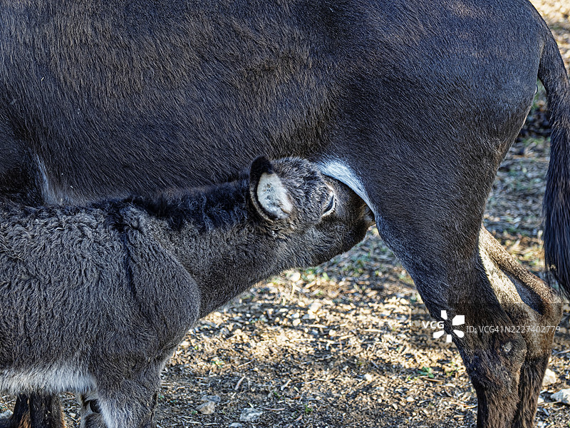 小驴驹在田野里吮吸母亲的细节。图片素材