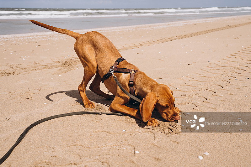 快乐的小狗在海滩上挖沙子图片素材