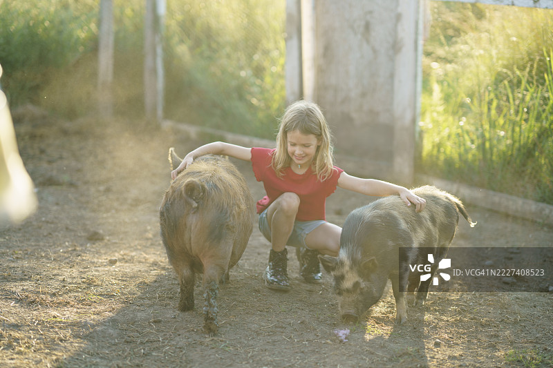 孩子在阳光明媚的农场日子里与猪互动，享受快乐时光图片素材