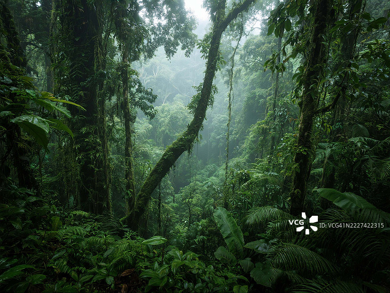 马来西亚浓密的热带雨林与雾气弥漫的氛围图片素材