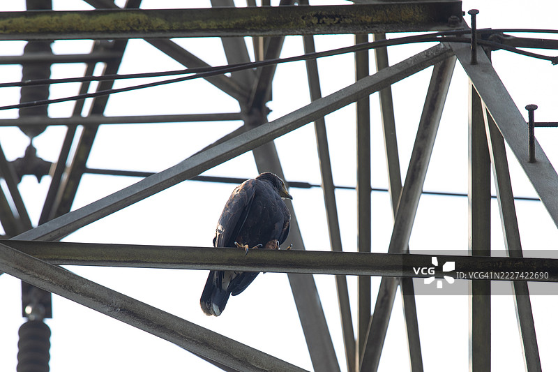 在秘鲁，一只巴拉布特鹰栖息在金属上，低角度视图。图片素材