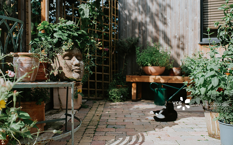 一株草莓植物在一个新奇的面孔花盆中生长，周围是郁郁葱葱的花园，旁边有一个时尚的温室和铺砌的露台。图片素材
