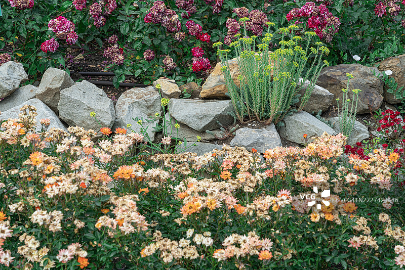 五彩缤纷的花园在春天盛开着生机勃勃的花朵和郁郁葱葱的绿植图片素材