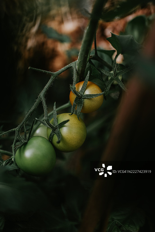 温室中番茄植物上未成熟番茄的特写镜头图片素材