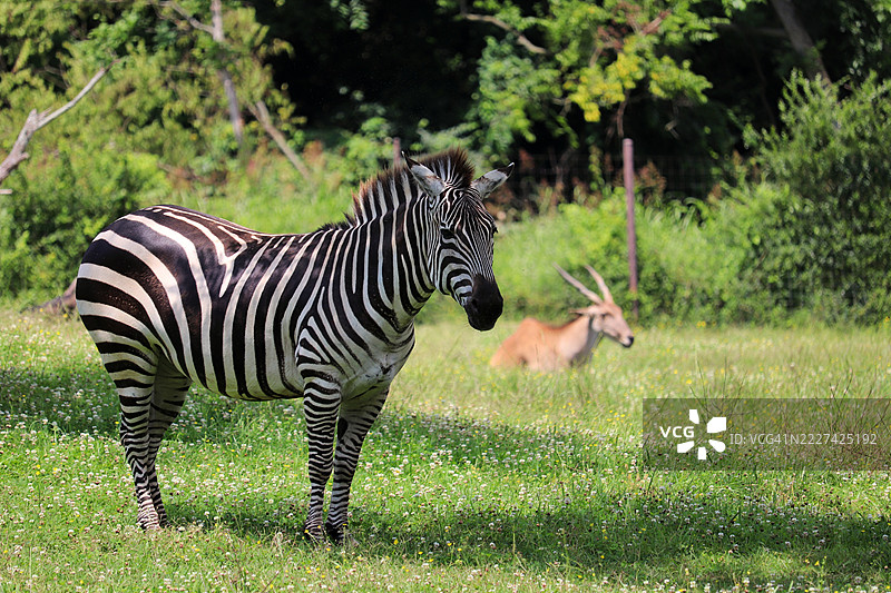 两只斑马在走，纳什维尔，田纳西州，美国图片素材