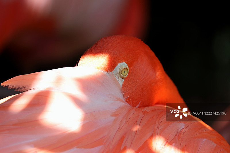 美国火烈鸟特写，田纳西州纳什维尔，美国图片素材