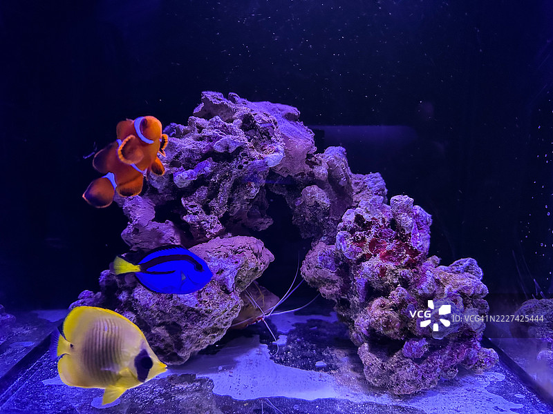 海中珊瑚的特写图片素材