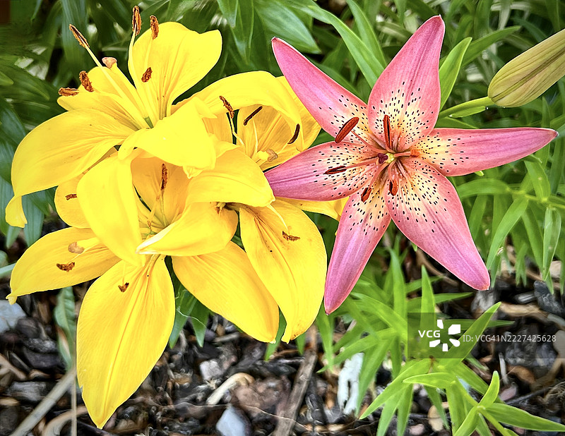 黄色开花植物的特写，威斯康星州拉辛，美国图片素材