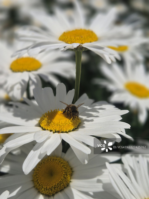 白花上的蜜蜂特写，霍巴特市议会，塔斯马尼亚，澳大利亚图片素材