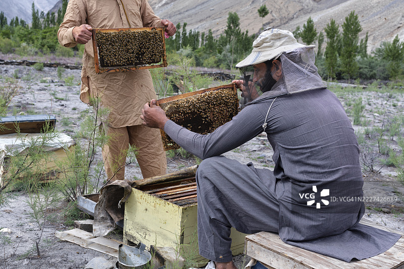 巴基斯坦山区的养蜂人检查蜂巢框架图片素材