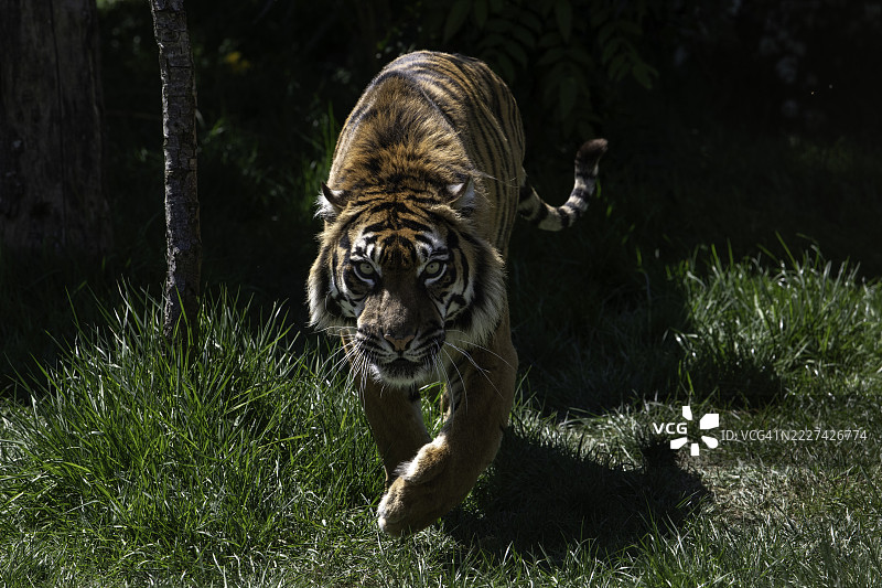 苏门答腊虎在田野上行走的特写，阿什福德，英国，英国图片素材